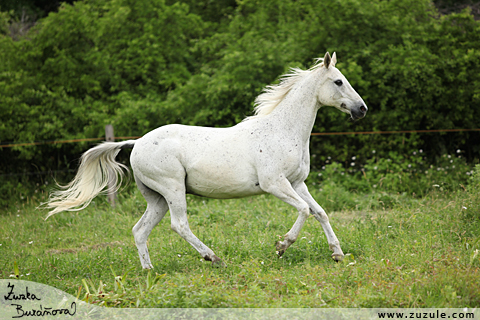 © Zuzana Buráňová