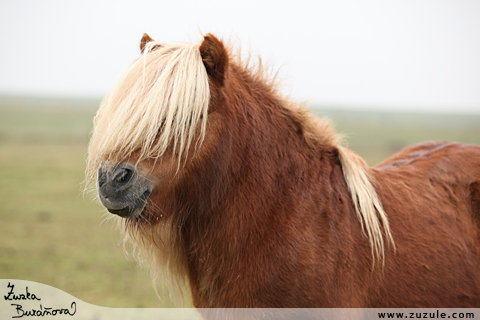 © Zuzana Buráňová